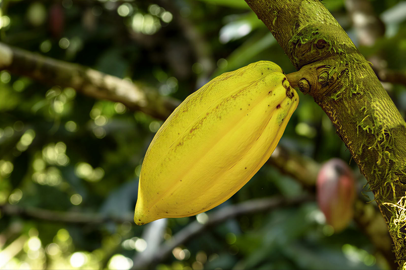 Taller de elaboración de chocolate de la tierra a la barra