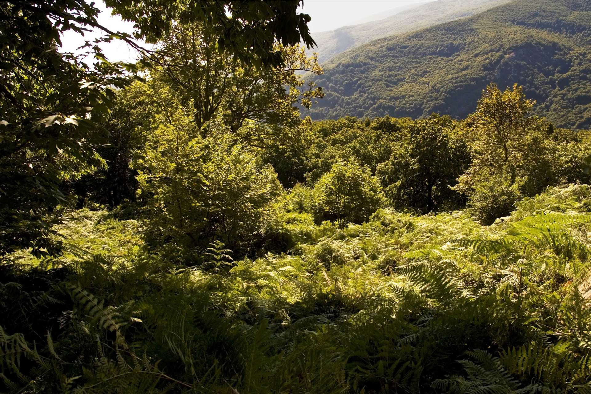 Experience The Elements Retiro Pelion September 2026