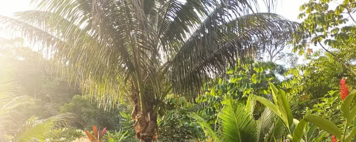 6 Day Ayahuasca Private Retiro