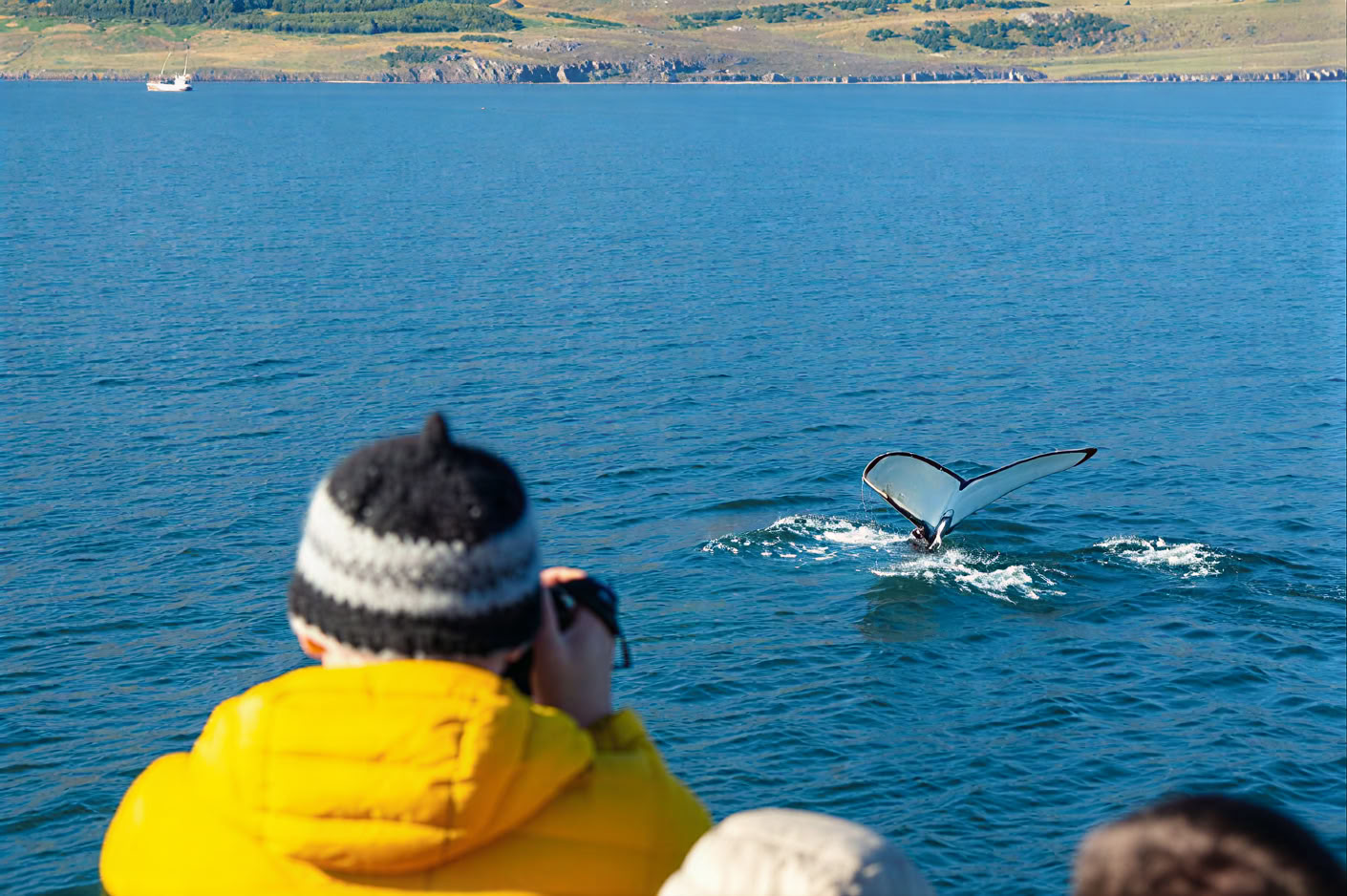 Whale Watching – 100% Whale Watching