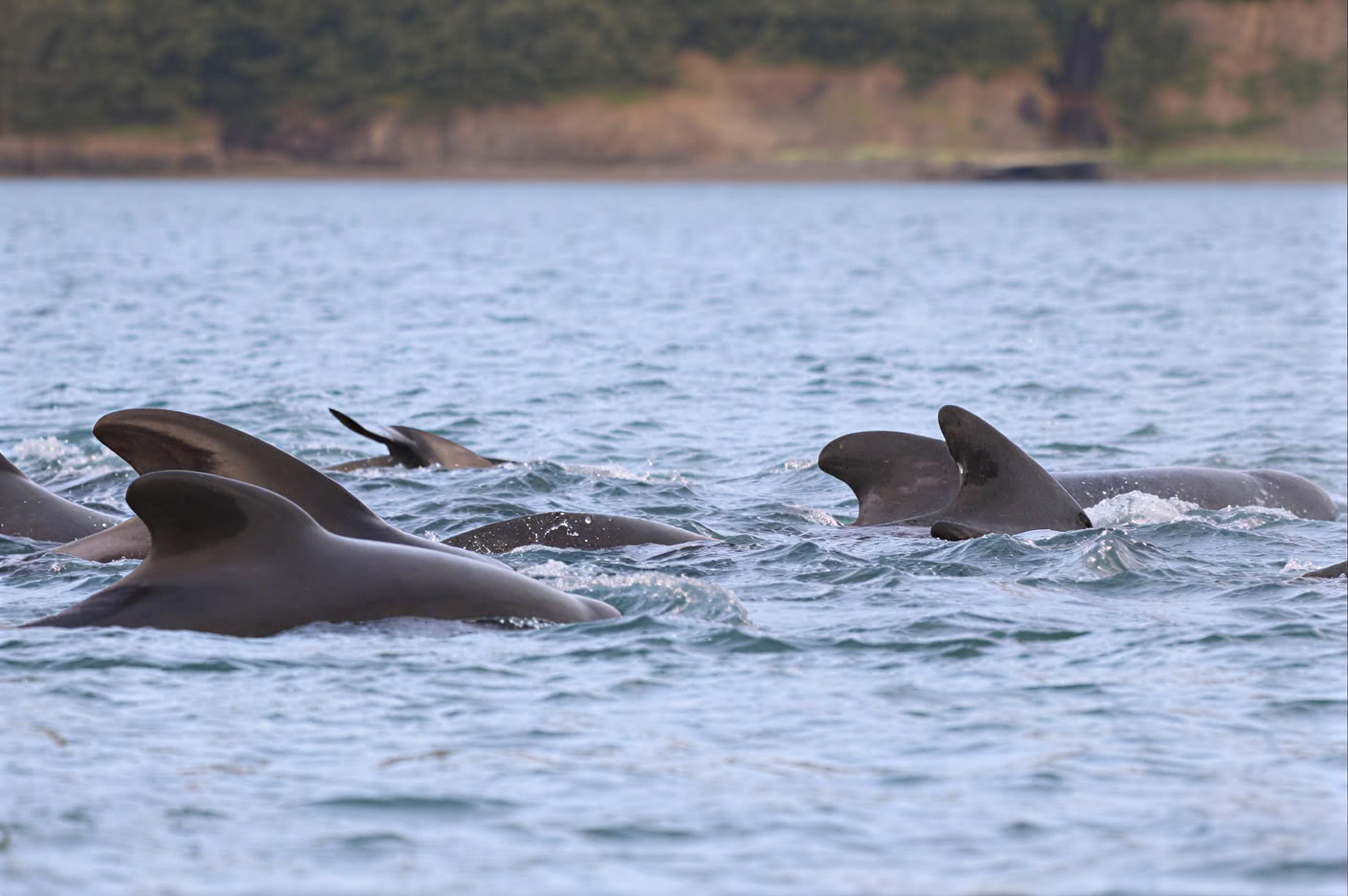 Avistamiento de ballenas en Akureyri