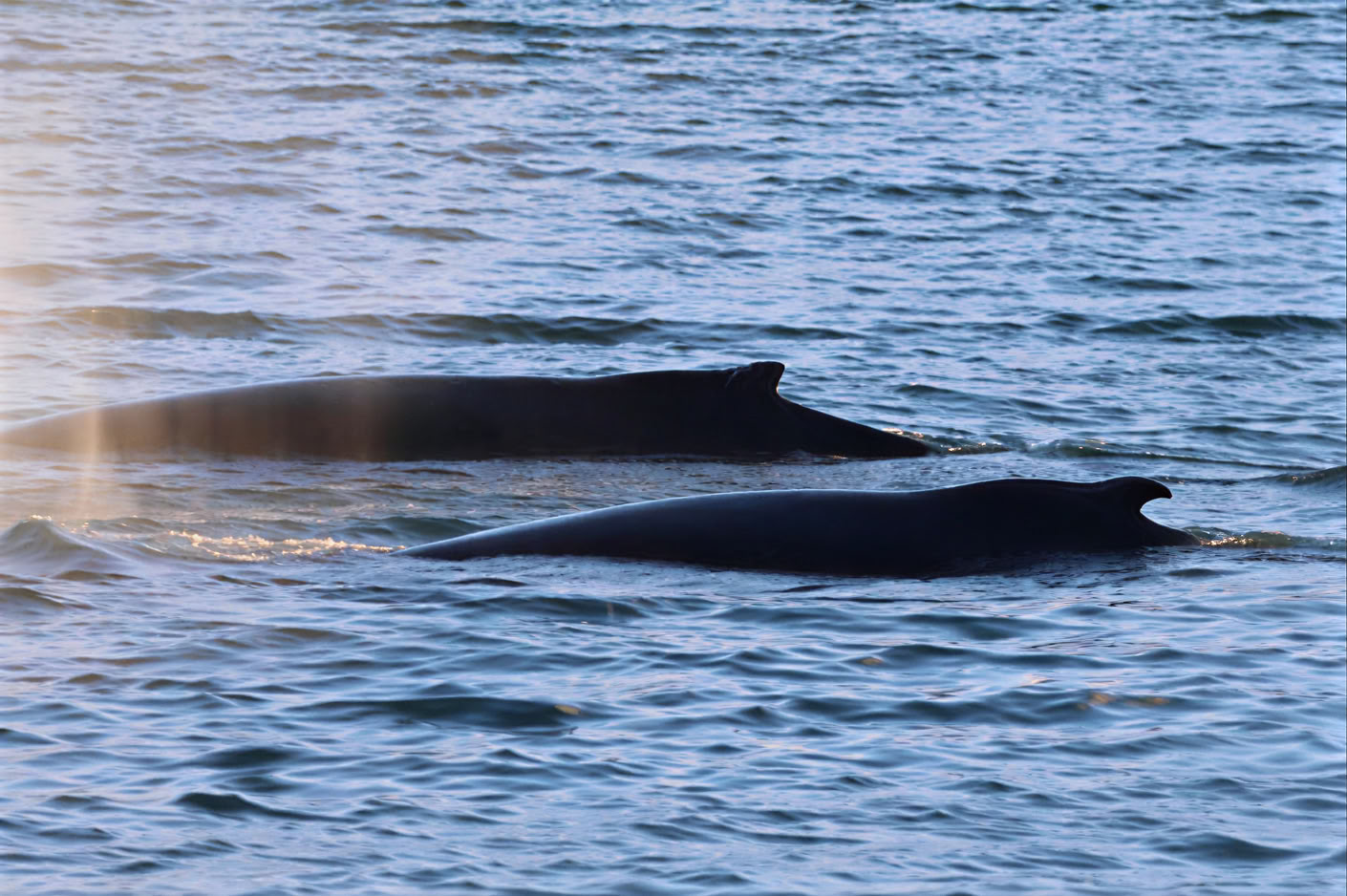 Avistamiento de ballenas en Akureyri