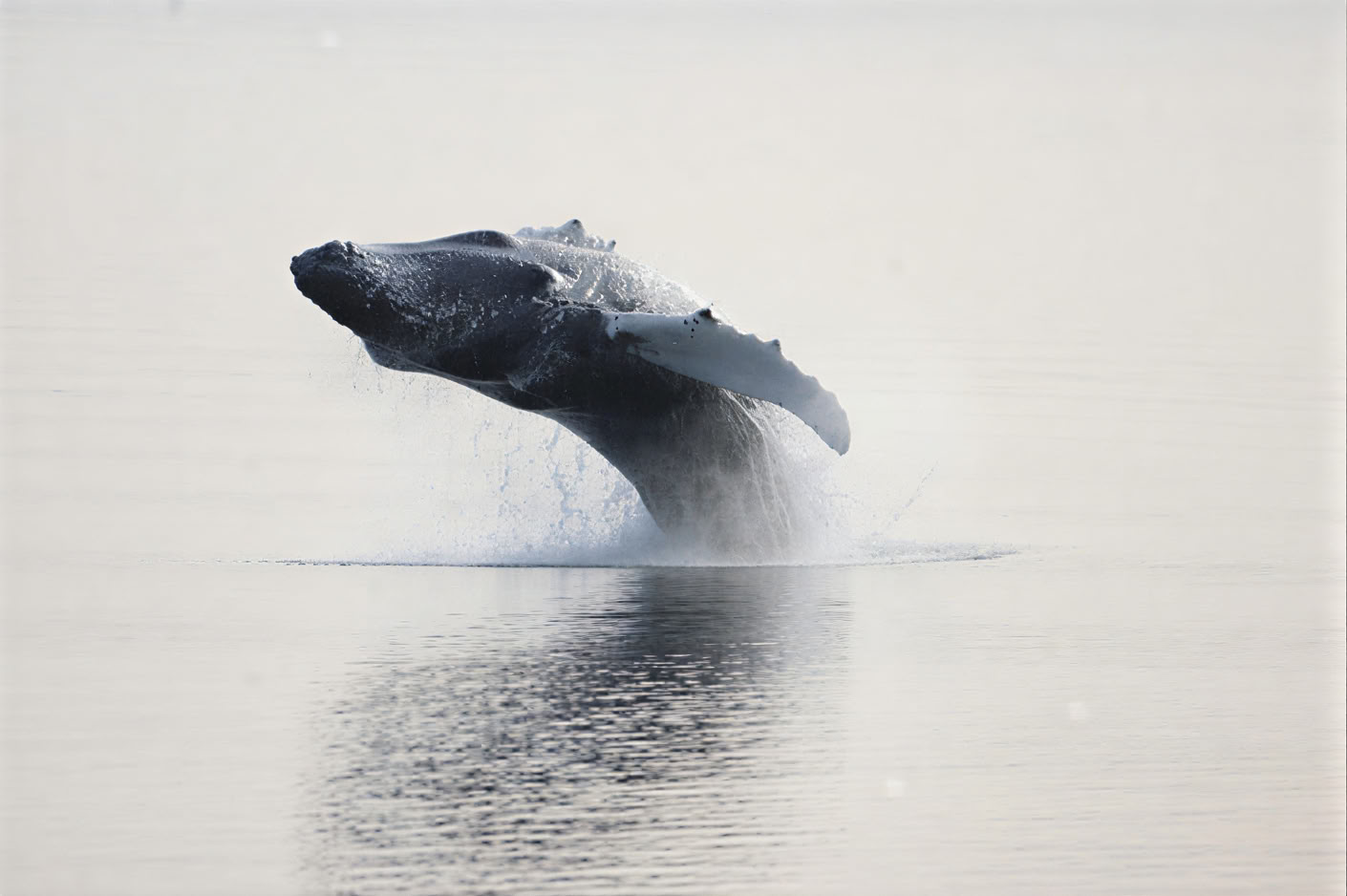 Avistamiento de ballenas en Akureyri