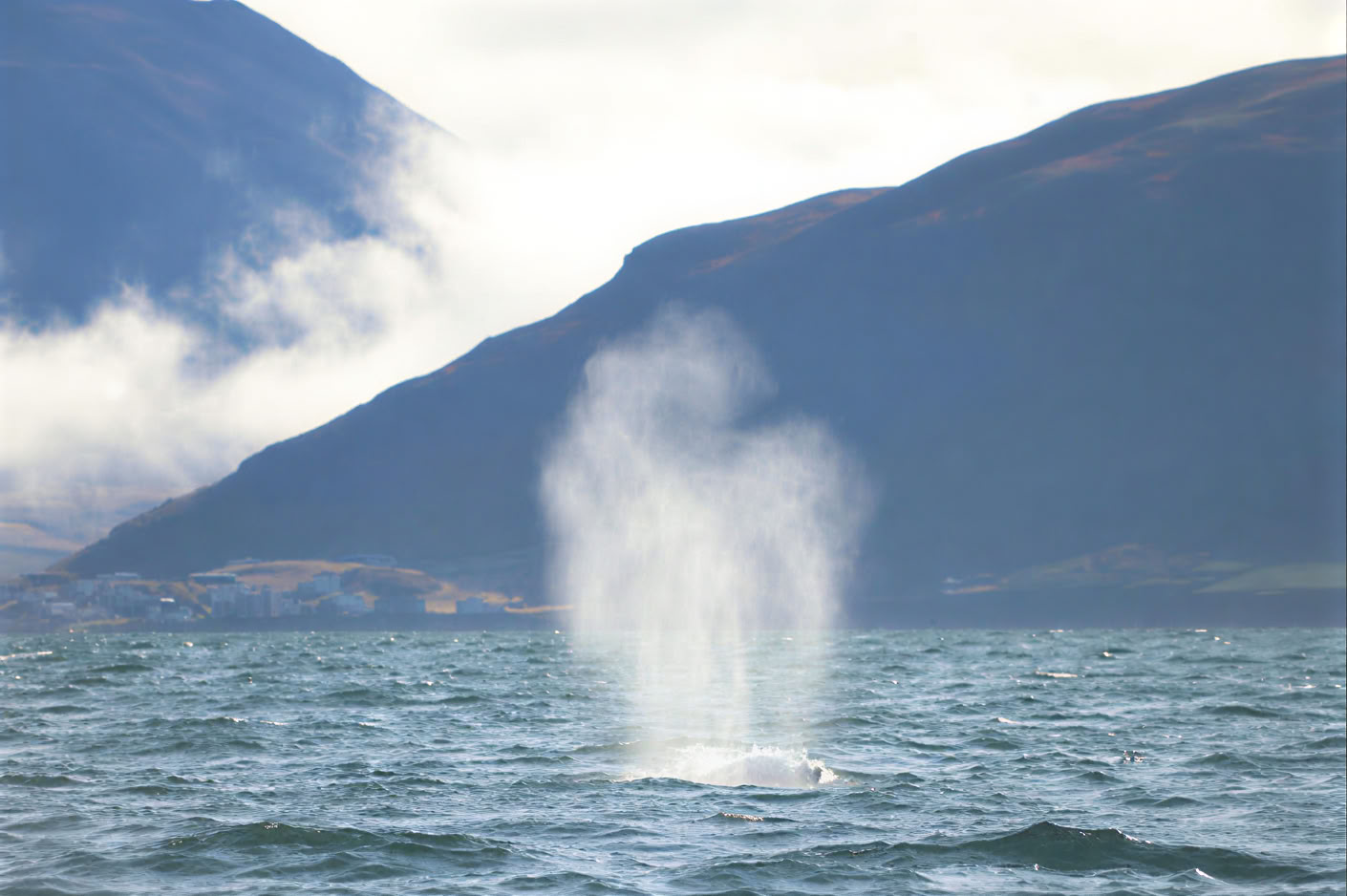 Avistamiento de ballenas en Akureyri