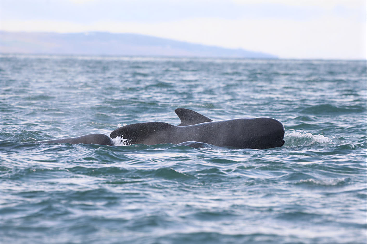 Avistamiento de ballenas en Akureyri