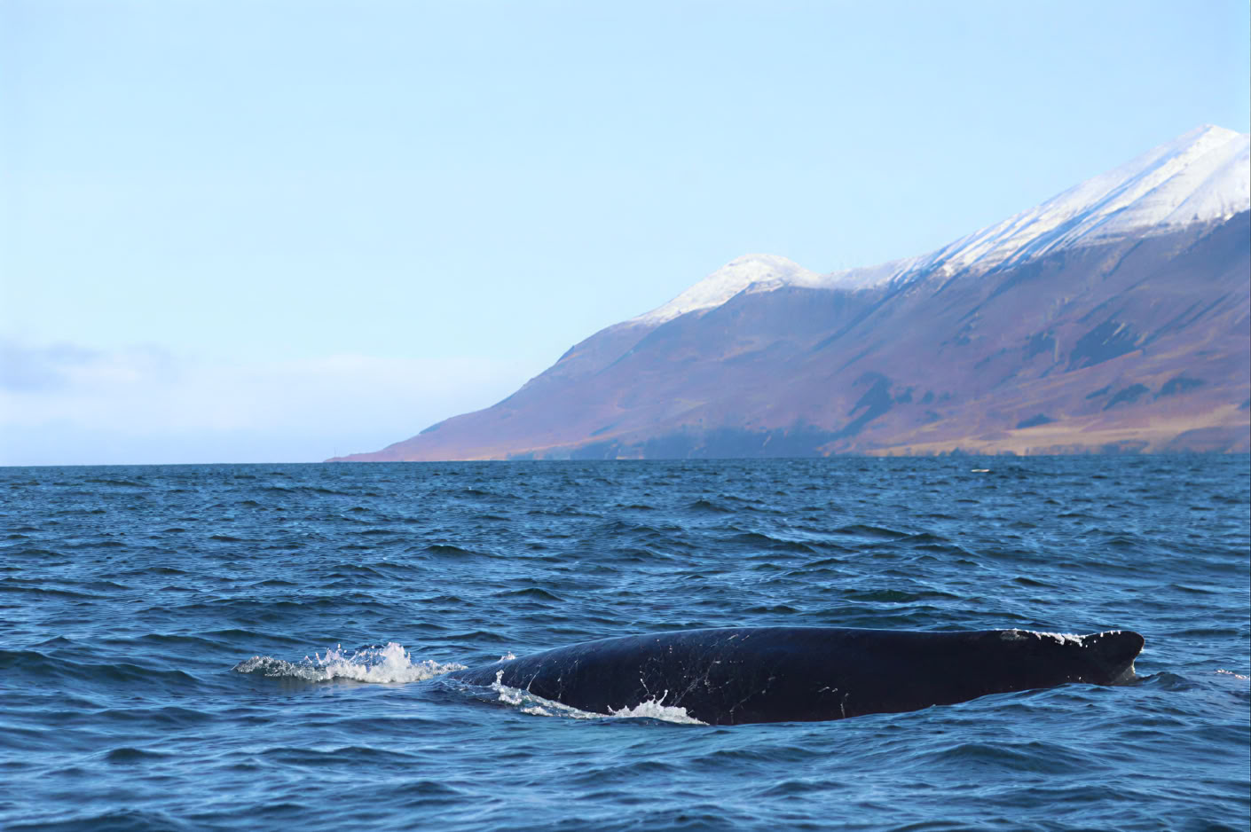 Avistamiento de ballenas en Akureyri