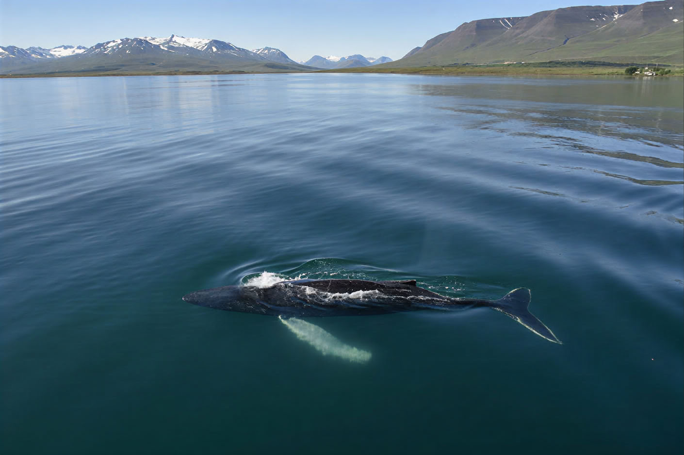 Avistamiento de ballenas en Akureyri