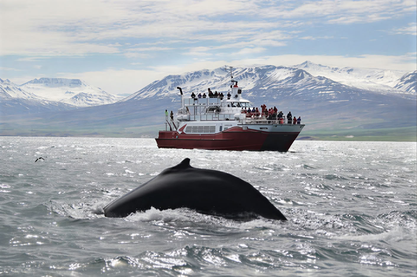 Avistamiento de ballenas en Akureyri