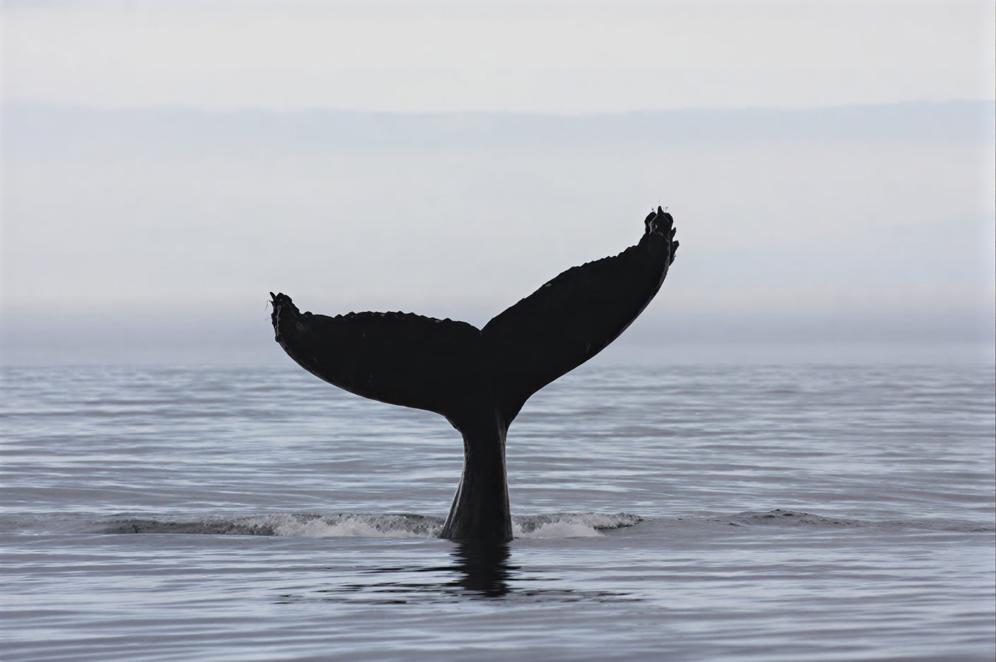 Avistamiento de ballenas en Akureyri