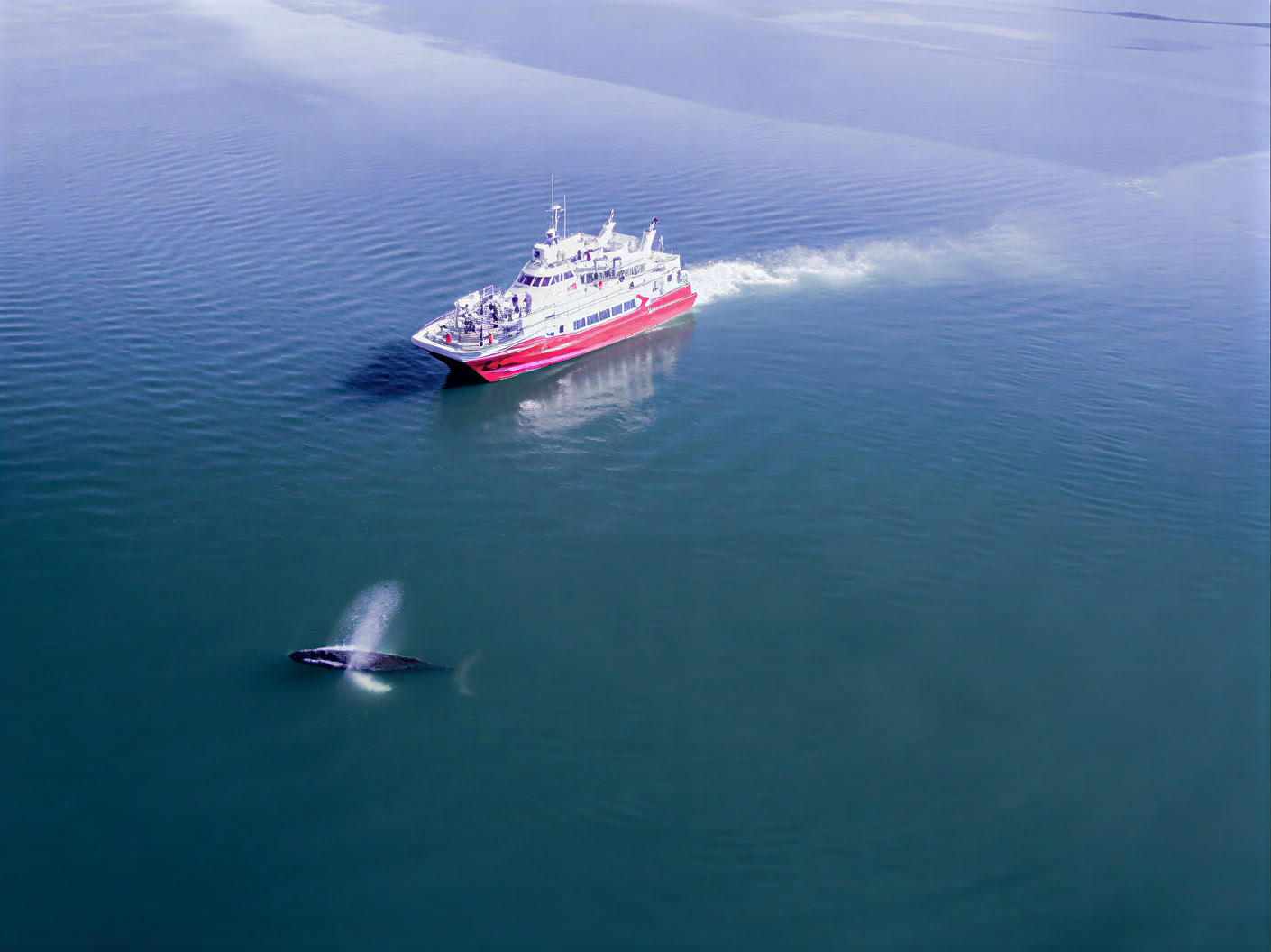 Avistamiento de ballenas en Akureyri