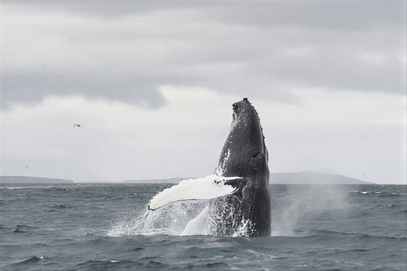 Avistamiento de ballenas en Akureyri
