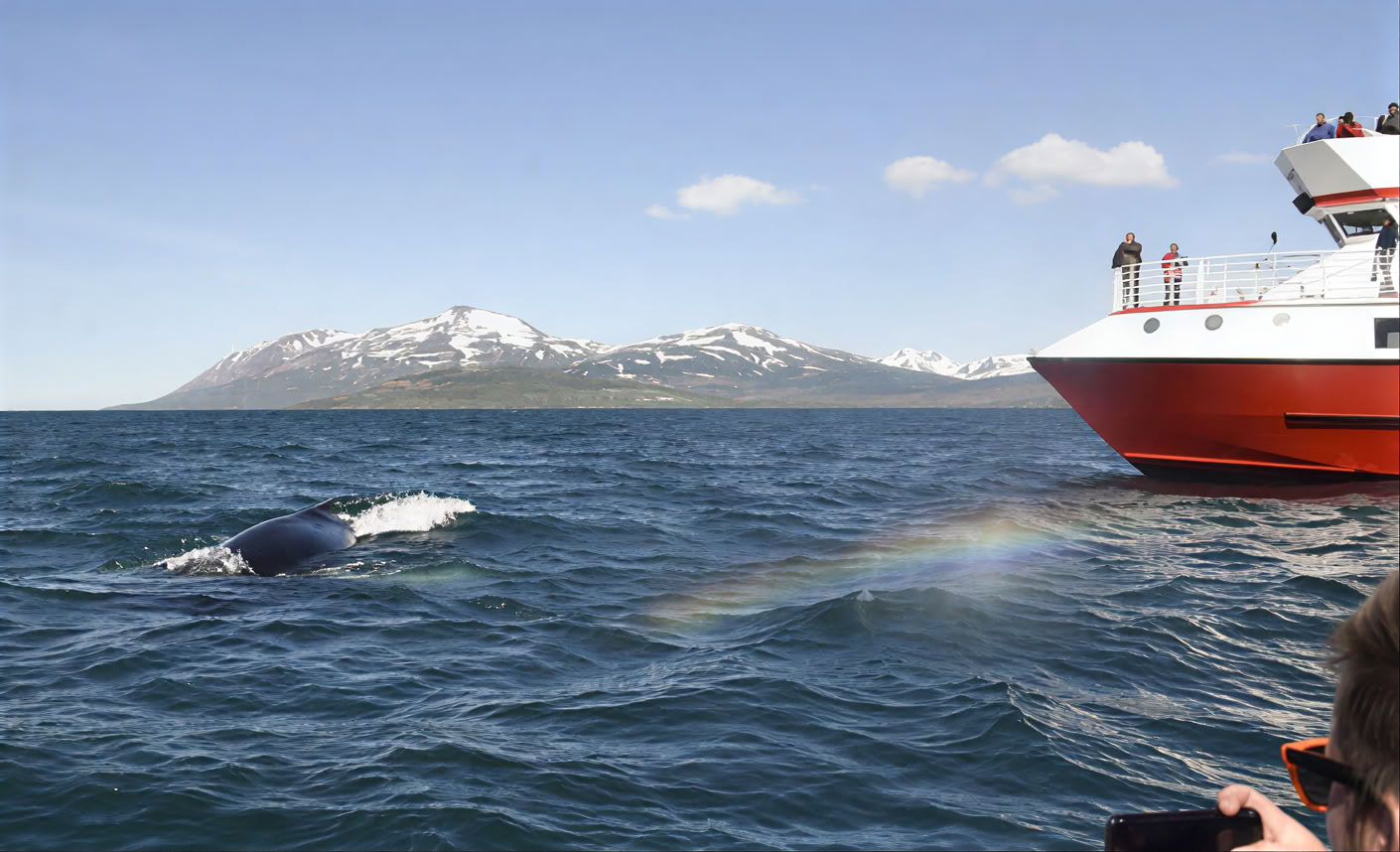 Avistamiento de ballenas en Akureyri