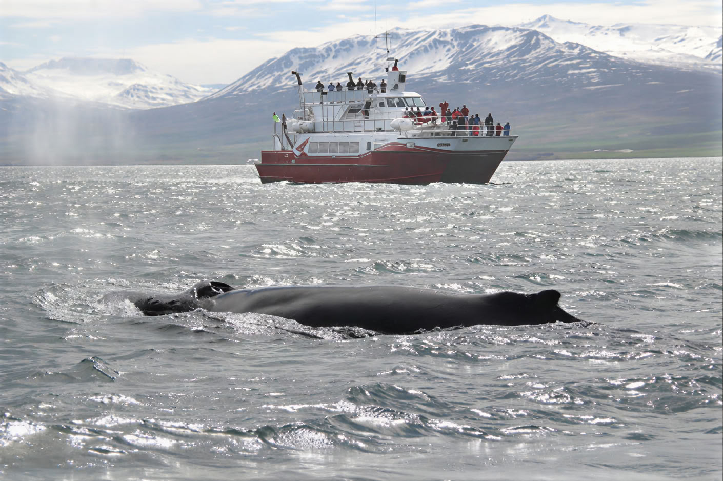 Avistamiento de ballenas en Akureyri