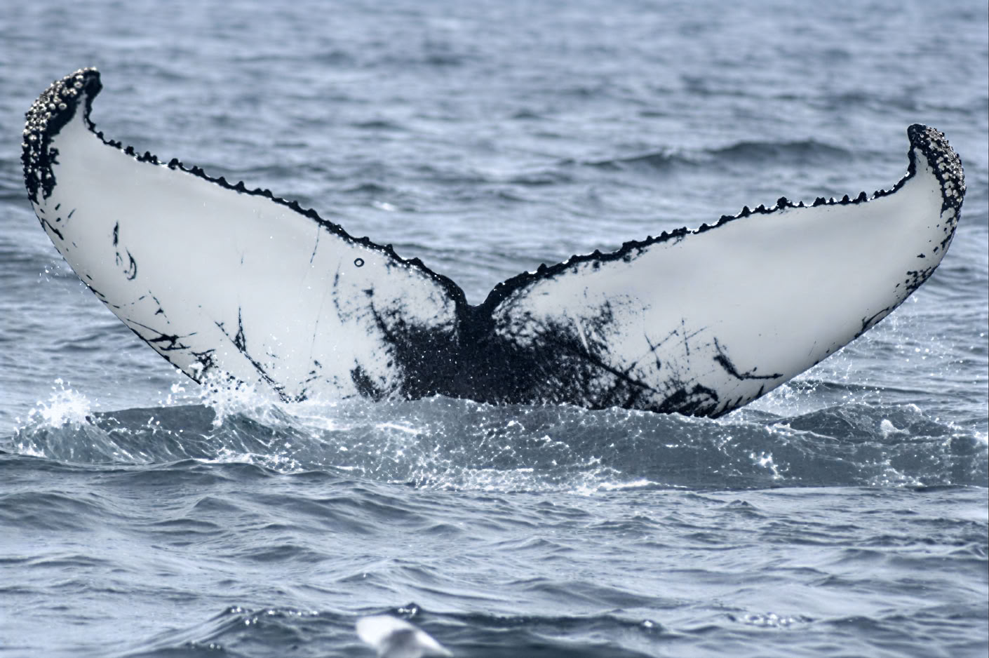 Avistamiento de ballenas en Akureyri