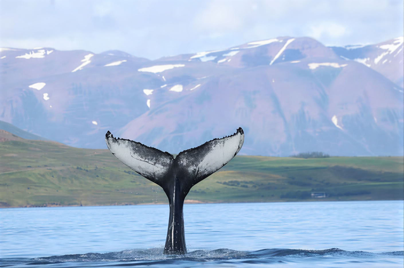 Avistamiento de ballenas en Akureyri