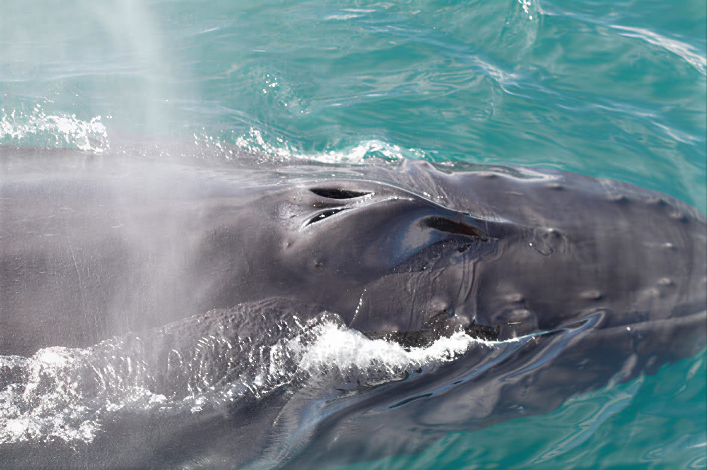 Avistamiento de ballenas en Akureyri