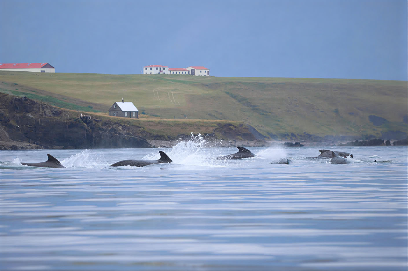 Avistamiento de ballenas en Akureyri
