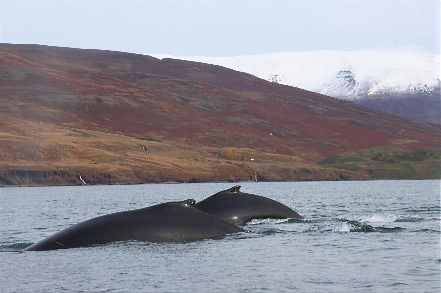 Avistamiento de ballenas en Akureyri
