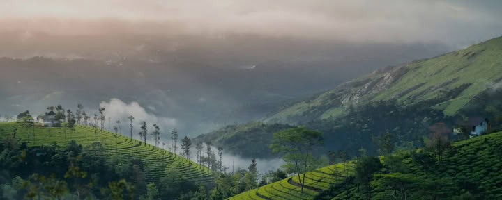 Kerala Yoga Retiros with Ira Trivedi