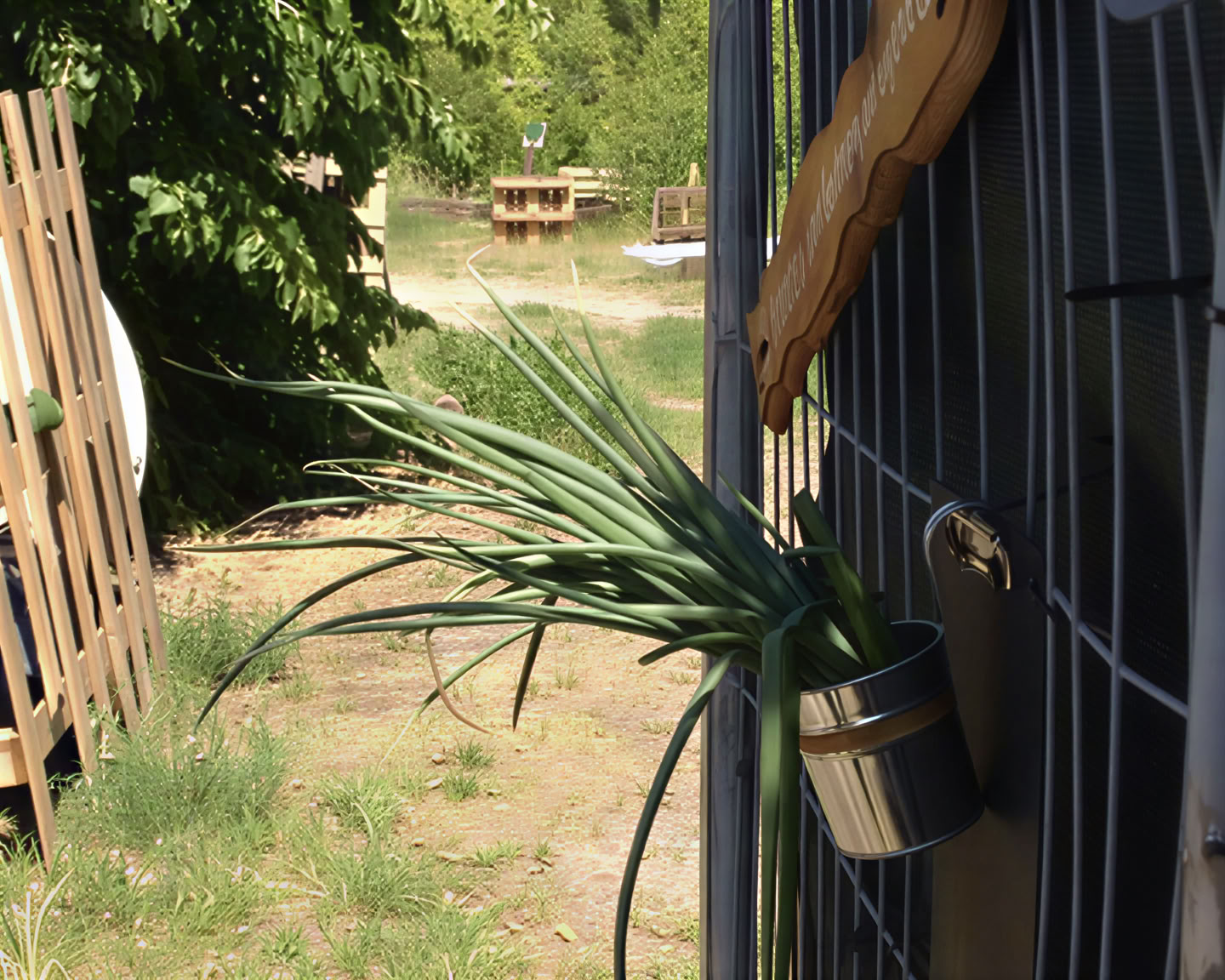 Wild Breathwork Berlin – Viaje de Breathwork Bajo el Cielo Abierto