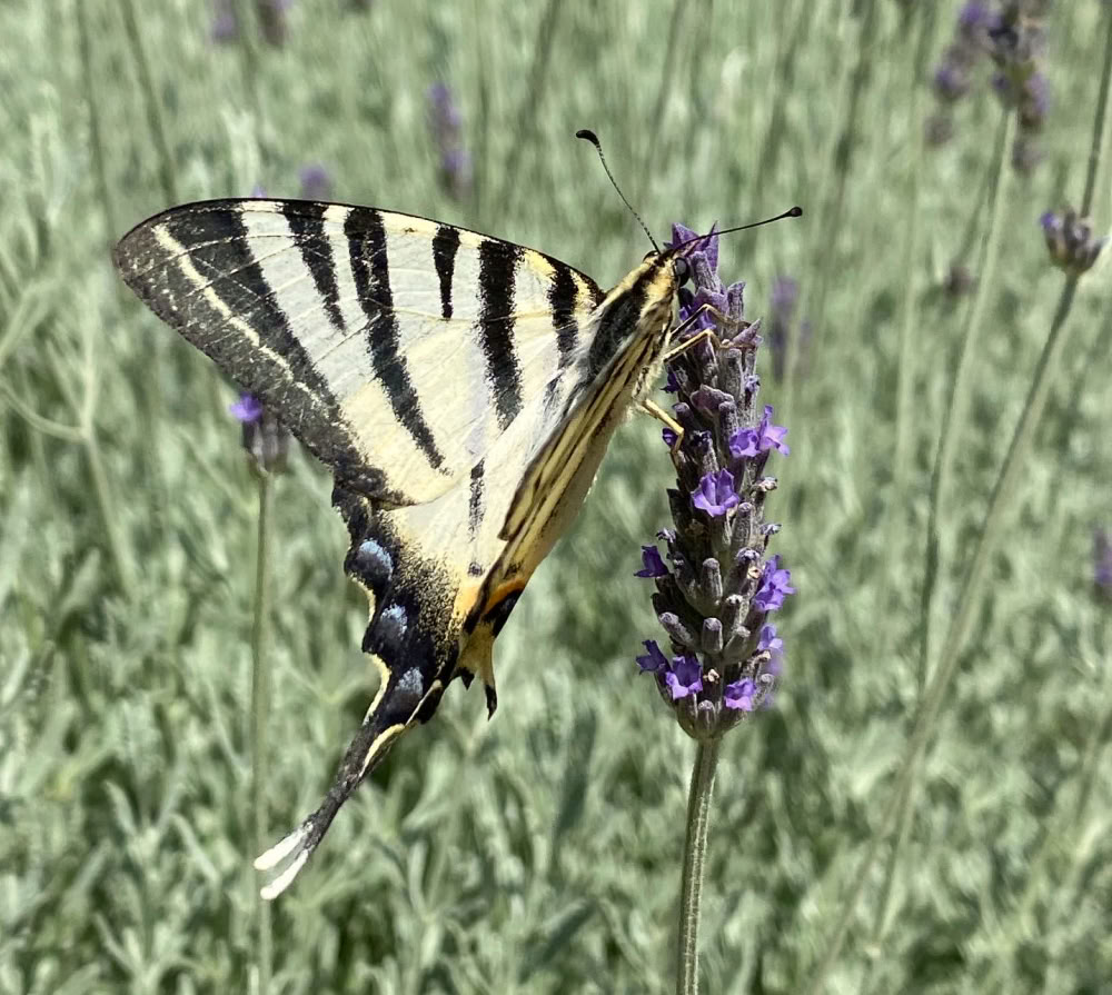 BLOOM INTO FREEDOM