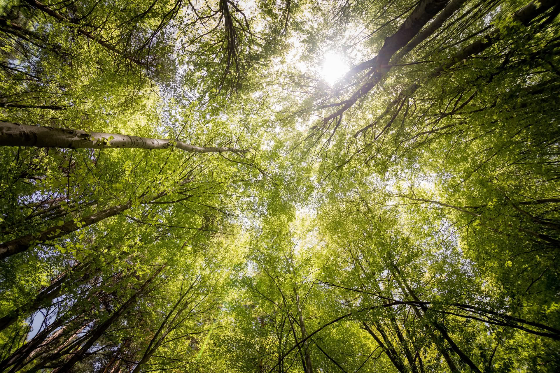 Wellness Within: Fin de semana de retiro de movimiento consciente y meditación