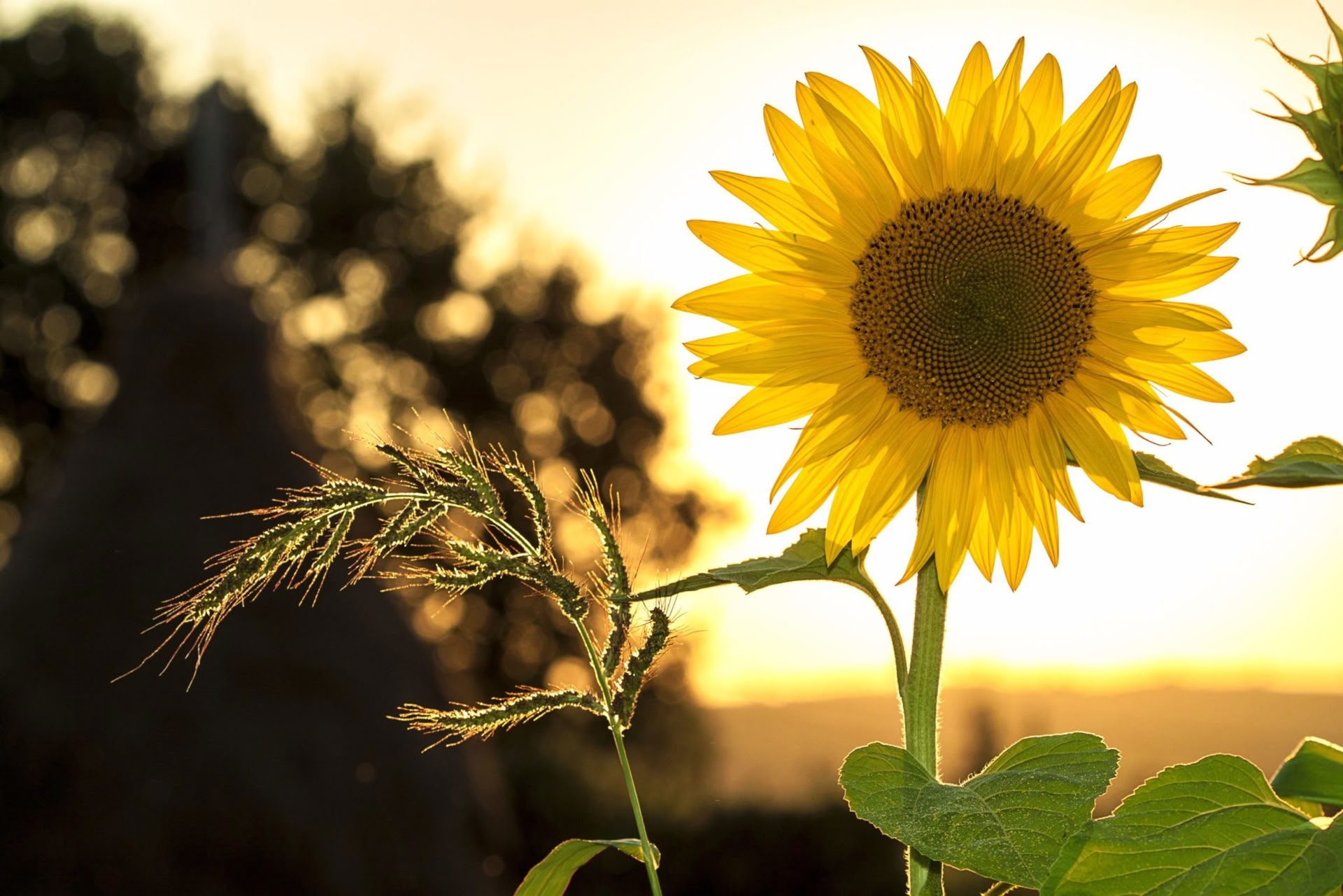 Cultivando la paz: retiro de movimiento consciente y meditación