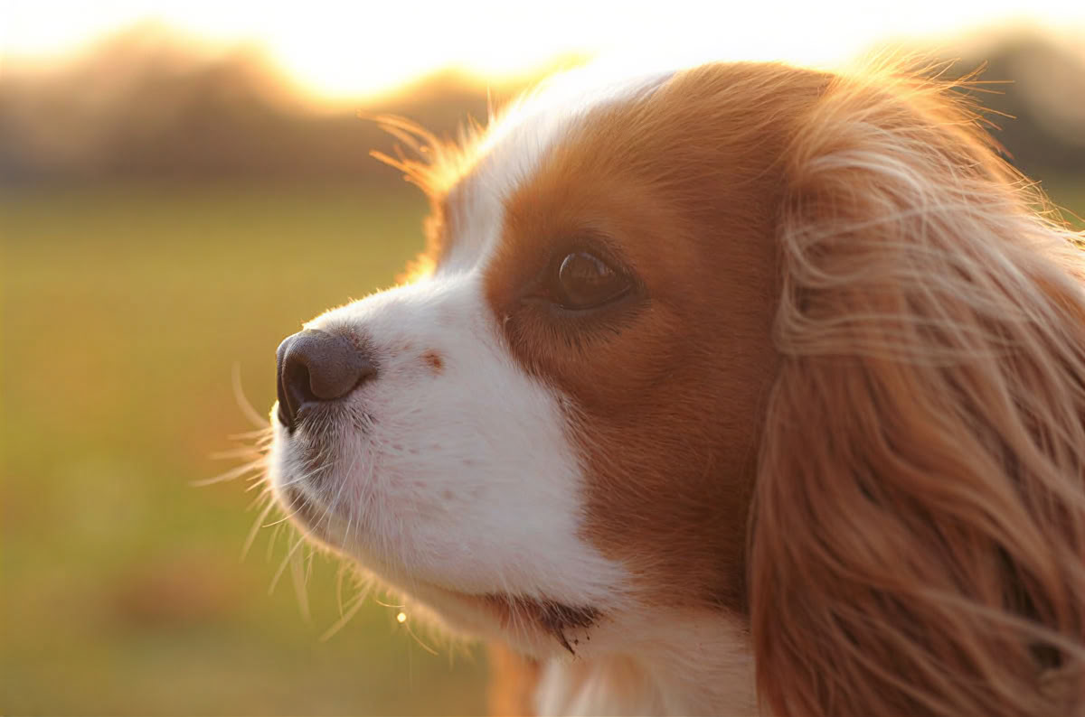 Solo travel – Vacaciones aptas para perros - May '26