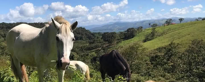 Armonía sin límites