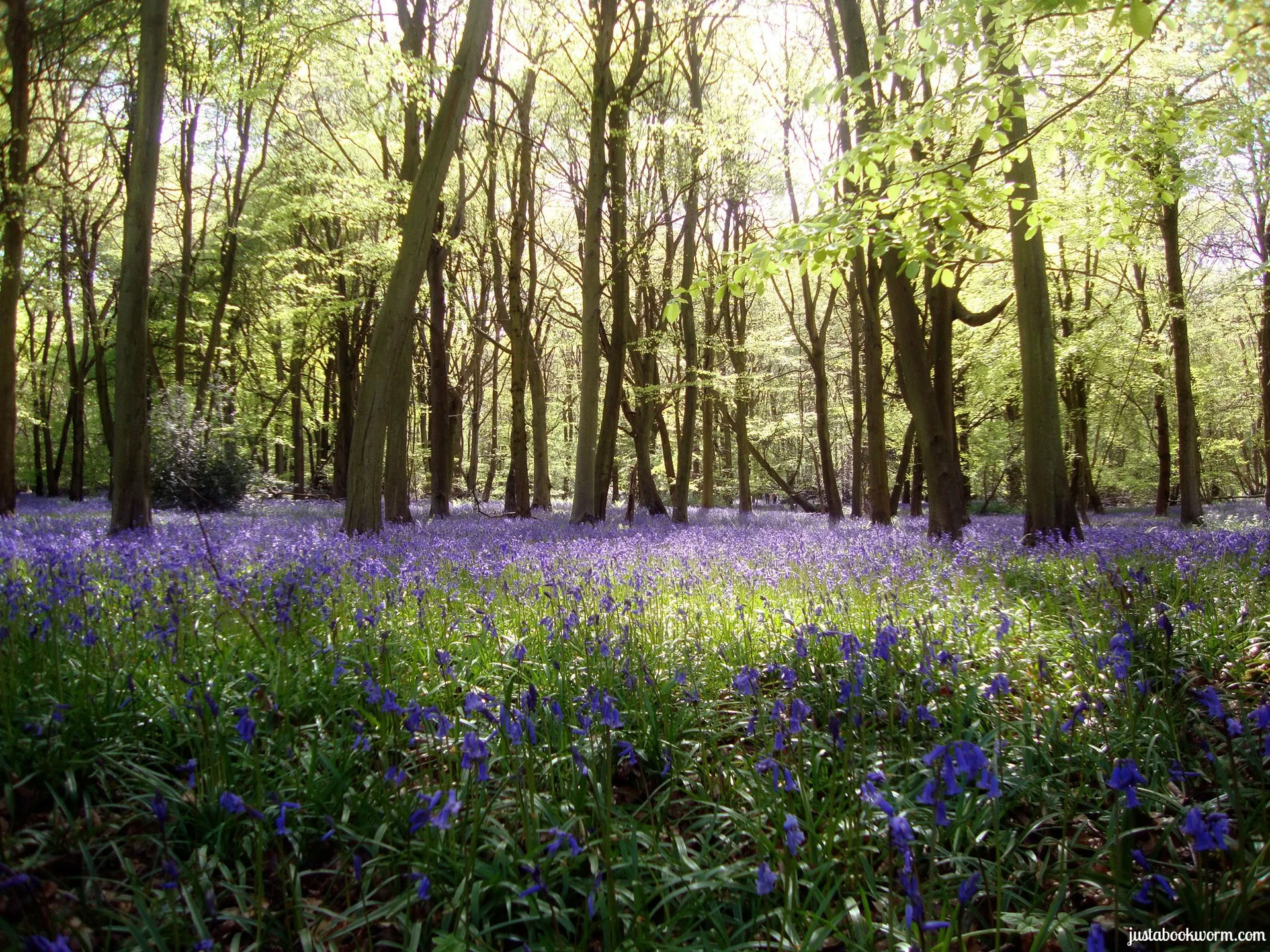 Retiro de Ayuno con Zumos y Yoga, Cotswolds, Oxfordshire