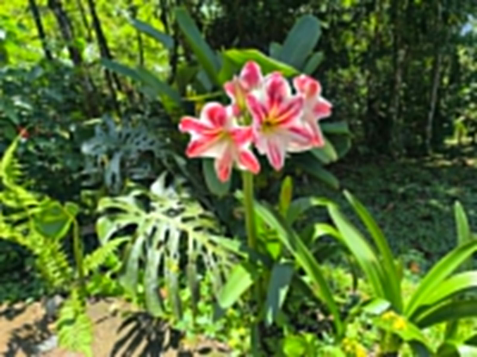 Ayahuasca & Viaje Somático