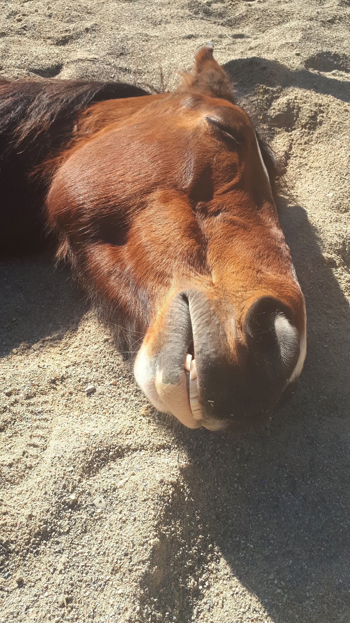 Yoga y sanación con caballos