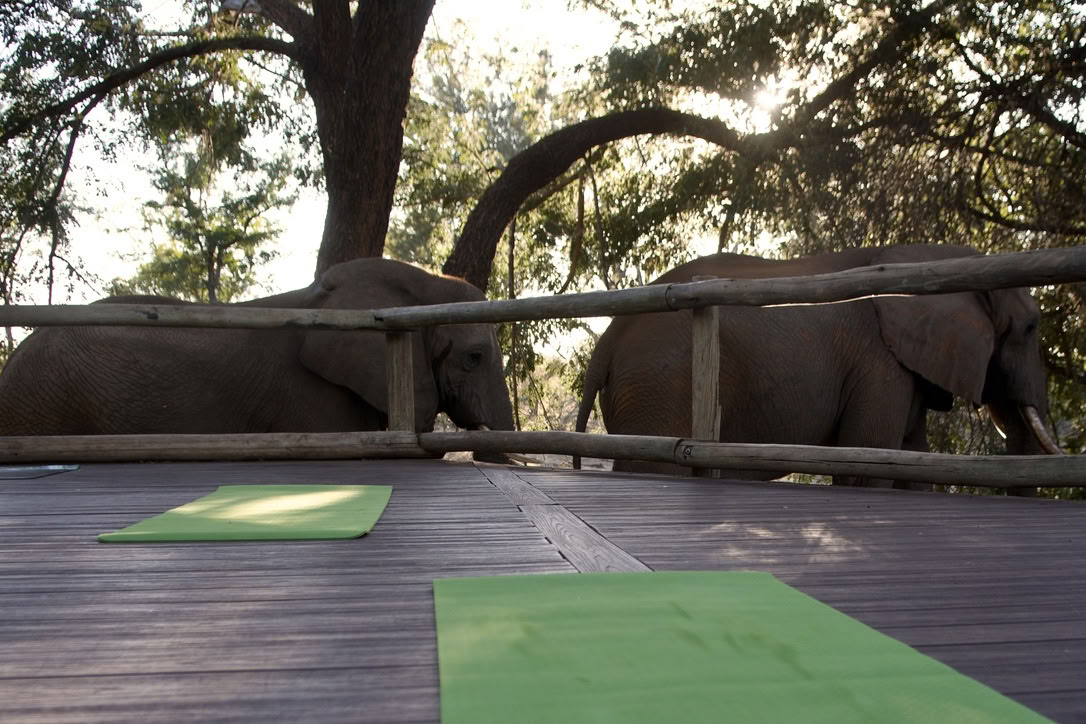 Yoga Con Elefantes