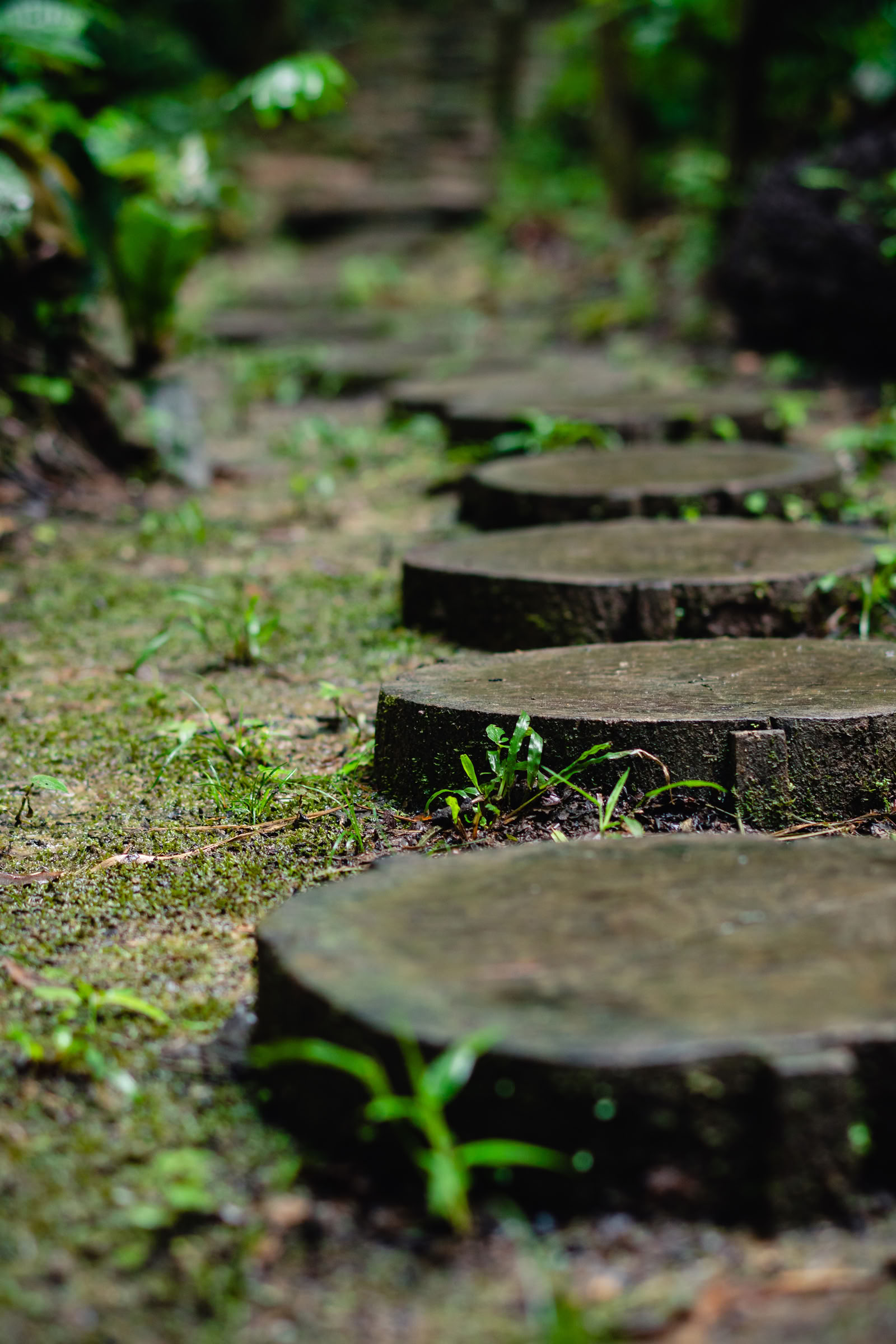 Ayahuasca Agosto 2026 Retiro de Renovación (12 Días)