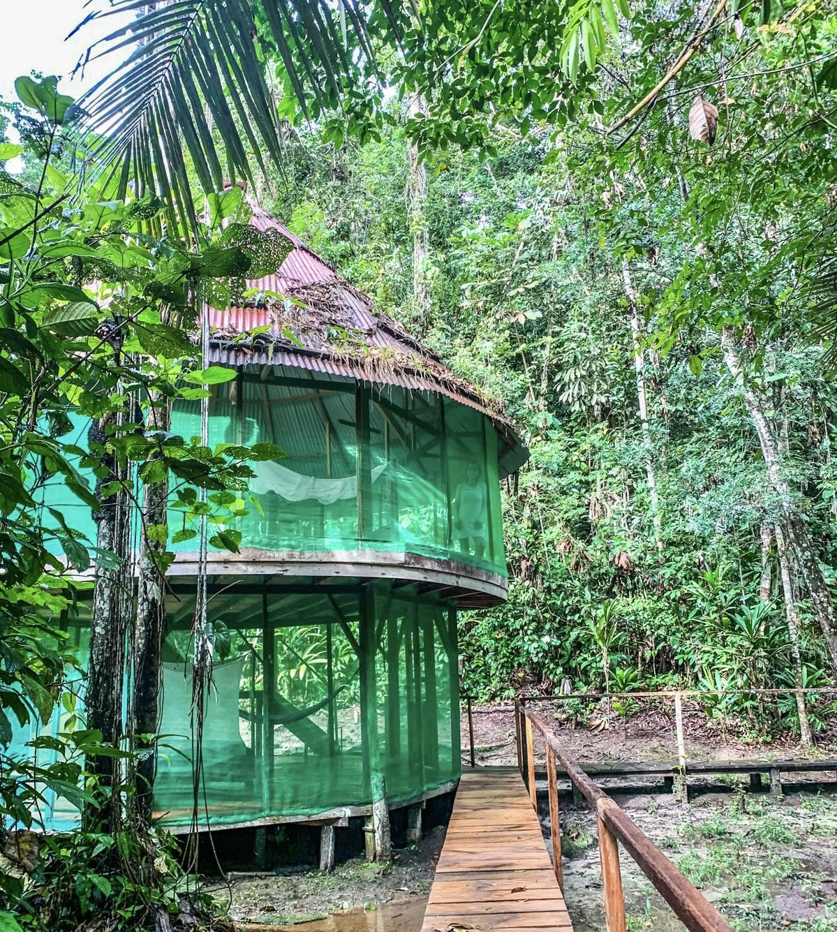 Ayahuasca Agosto 2026 Retiro de Renovación (12 Días)