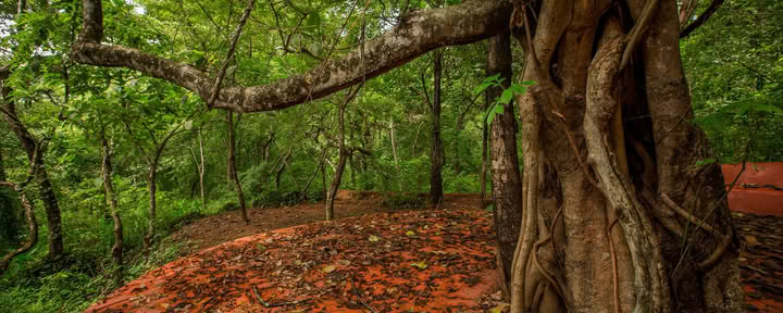 Retiro de Yoga Saundarya
