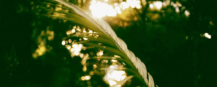 6 Días Retiro de Ayahuasca