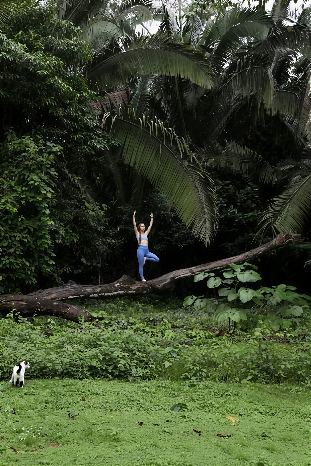 Retiro de yoga en la selva tropical