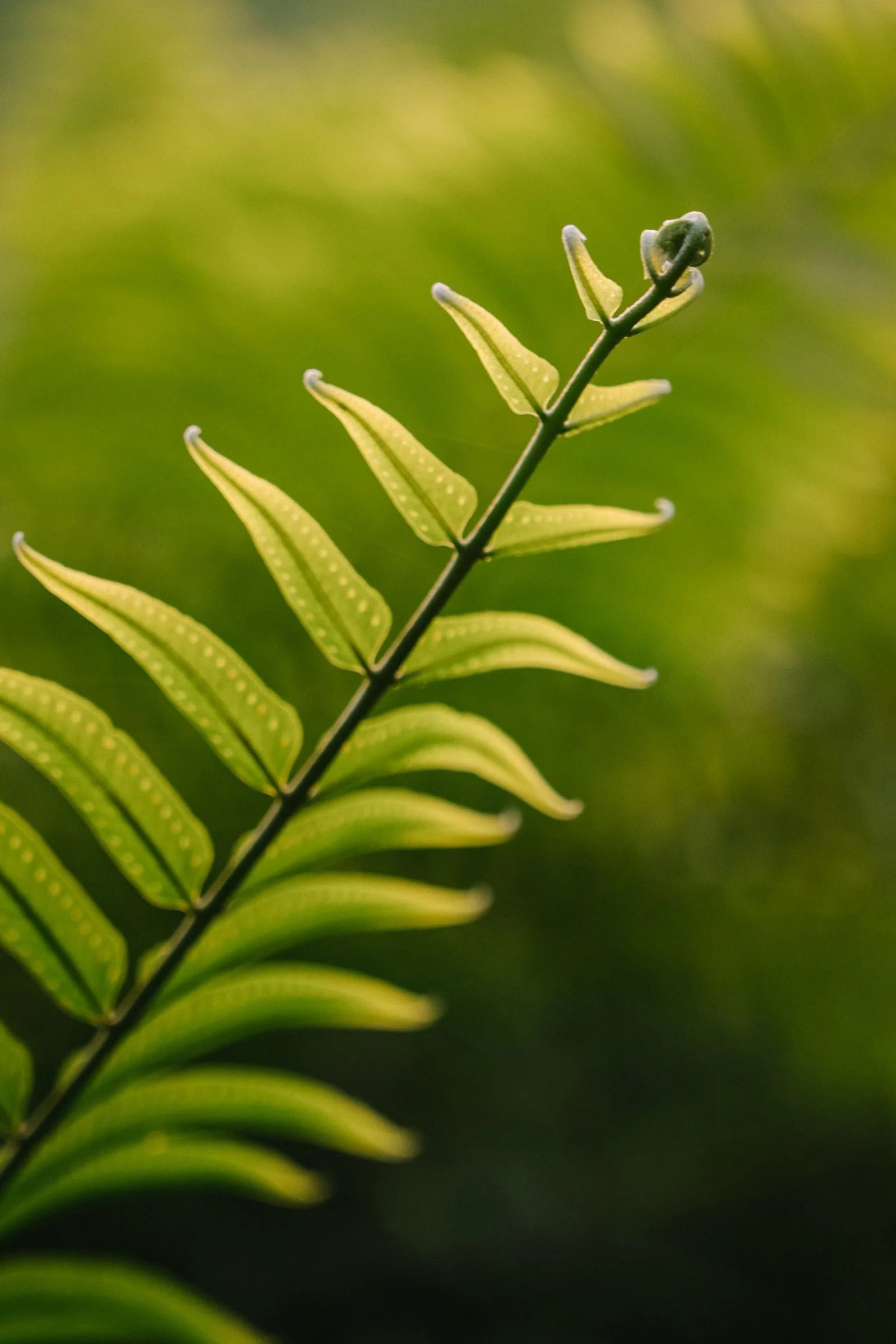 Intimate Ayahuasca Retiro (Kinkara Costa Rica) – Retiros de Verano