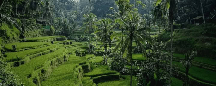 Bali Bound: Viaje hacia la paz interior
