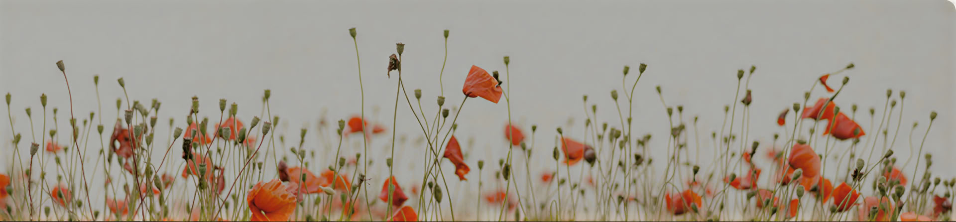 Retiro de fin de semana Libertad del sufrimiento: amor propio práctico, meditación de mindfulness y qigong para la claridad, la sanación y la transformación
