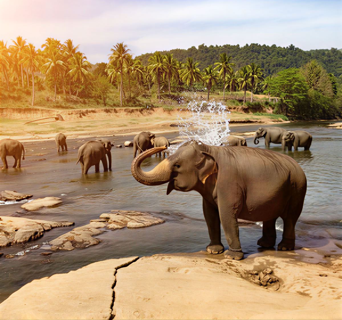 Tranquil Trails: ¡7 días de dicha en Sri Lanka! Yoga, meditación, cultura, naturaleza