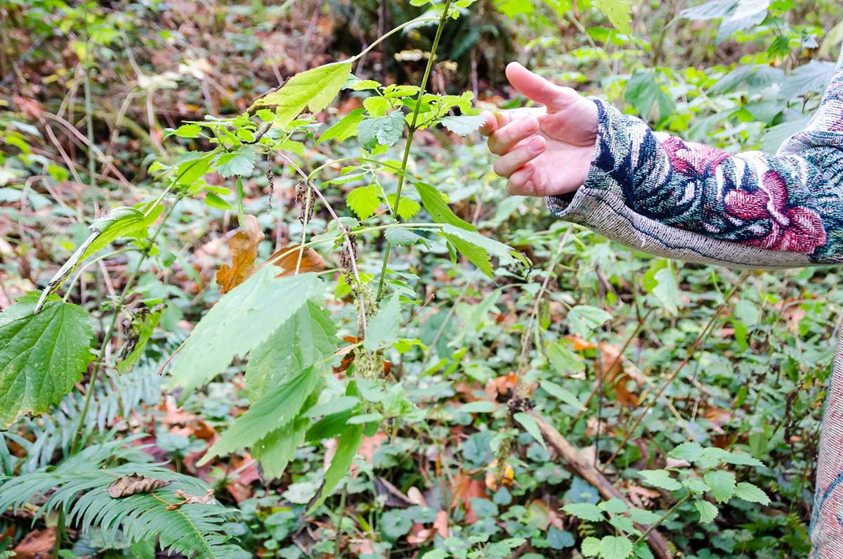 Detox Retiro – Limpieza de otoño