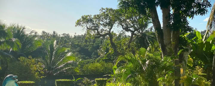 14 días Retiro de Ayahuasca con Flow Brazil Yoga / Meditación y Masajes