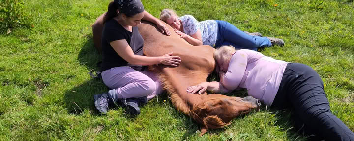 Medita con caballos
