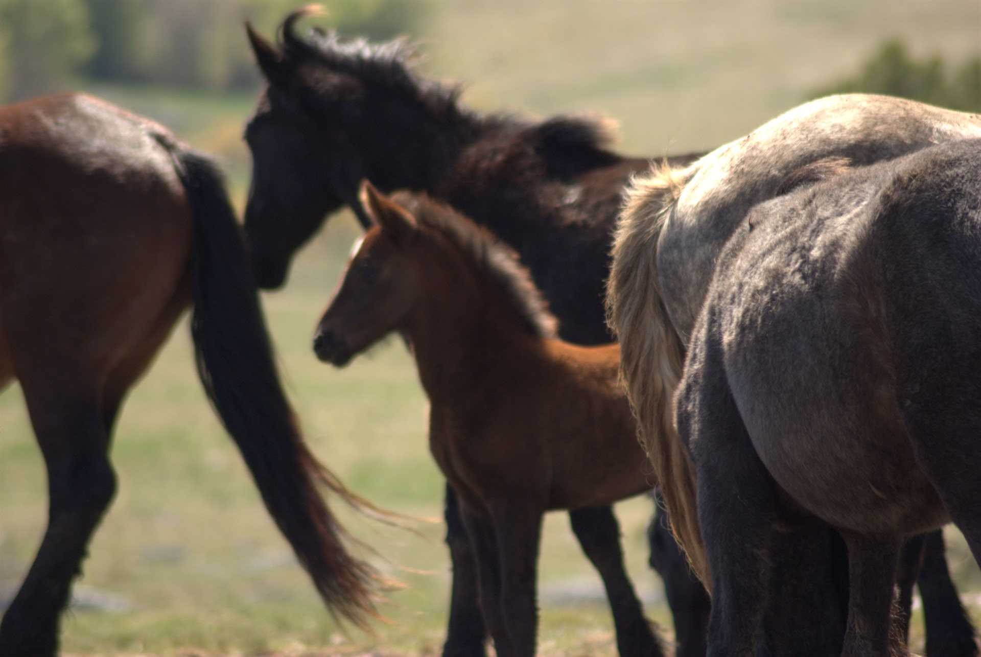 Curación a caballo | Bosnia 18 - 23 de octubre