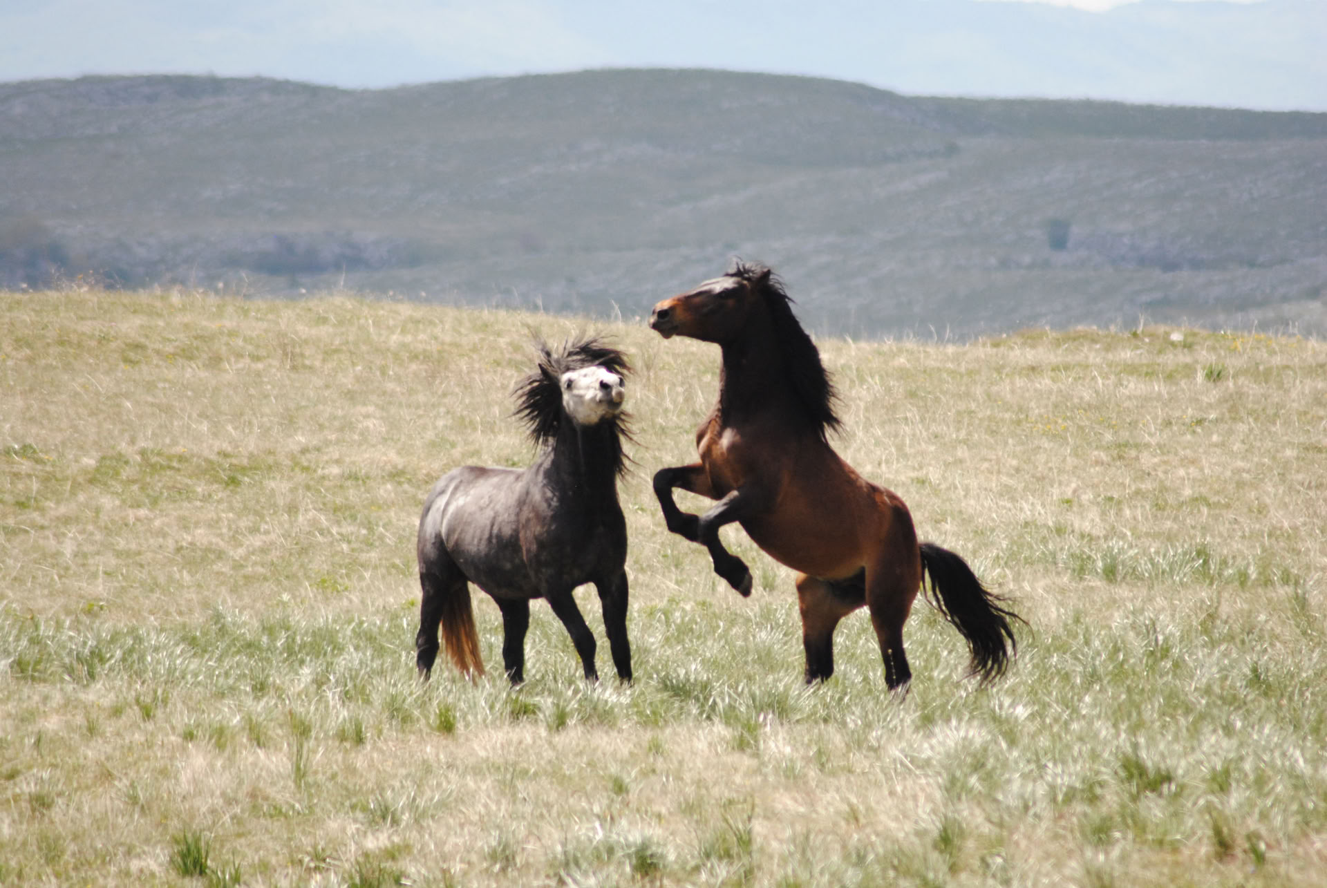 Curación a caballo | Bosnia 18 - 23 de octubre