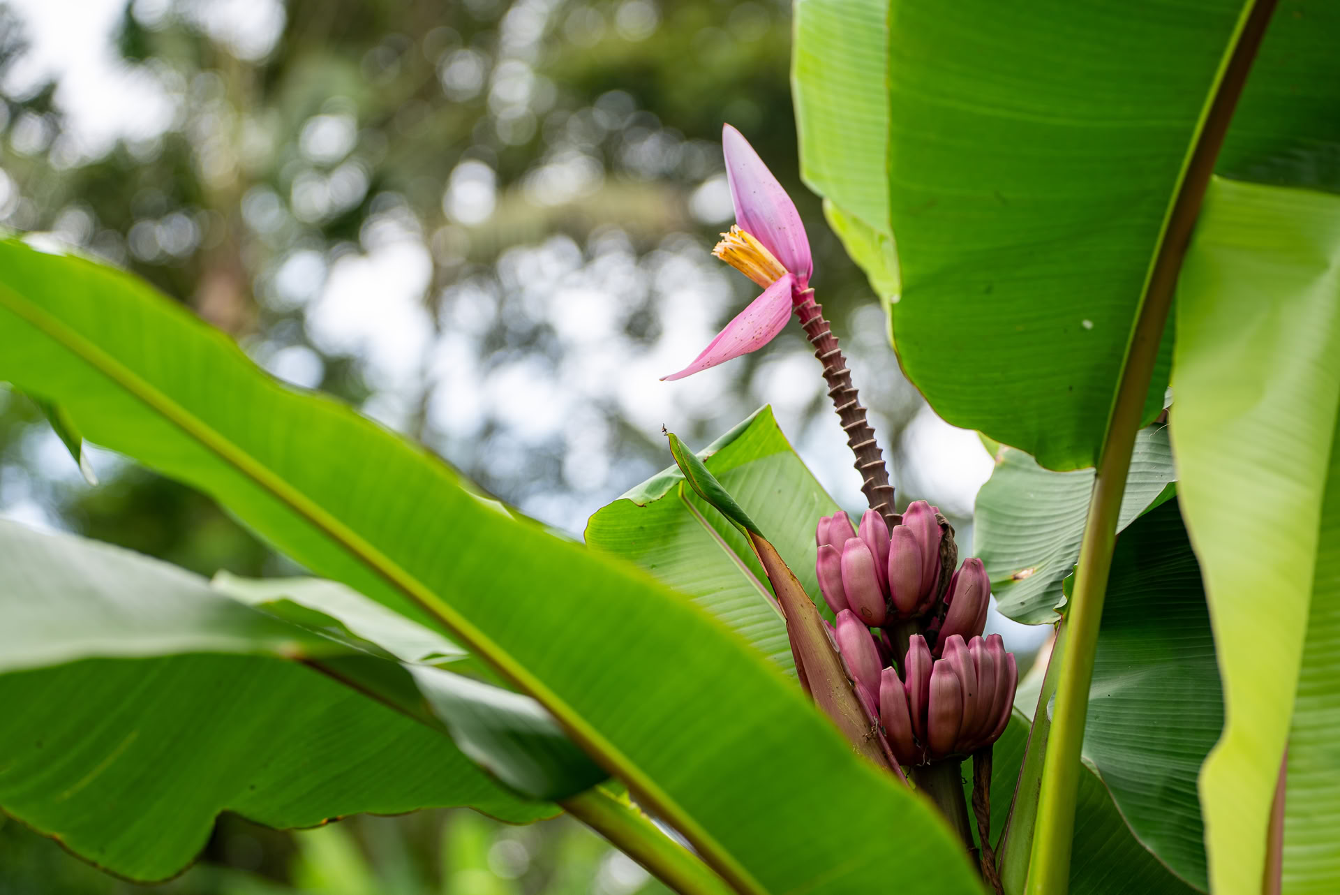 Oferta única en Bali