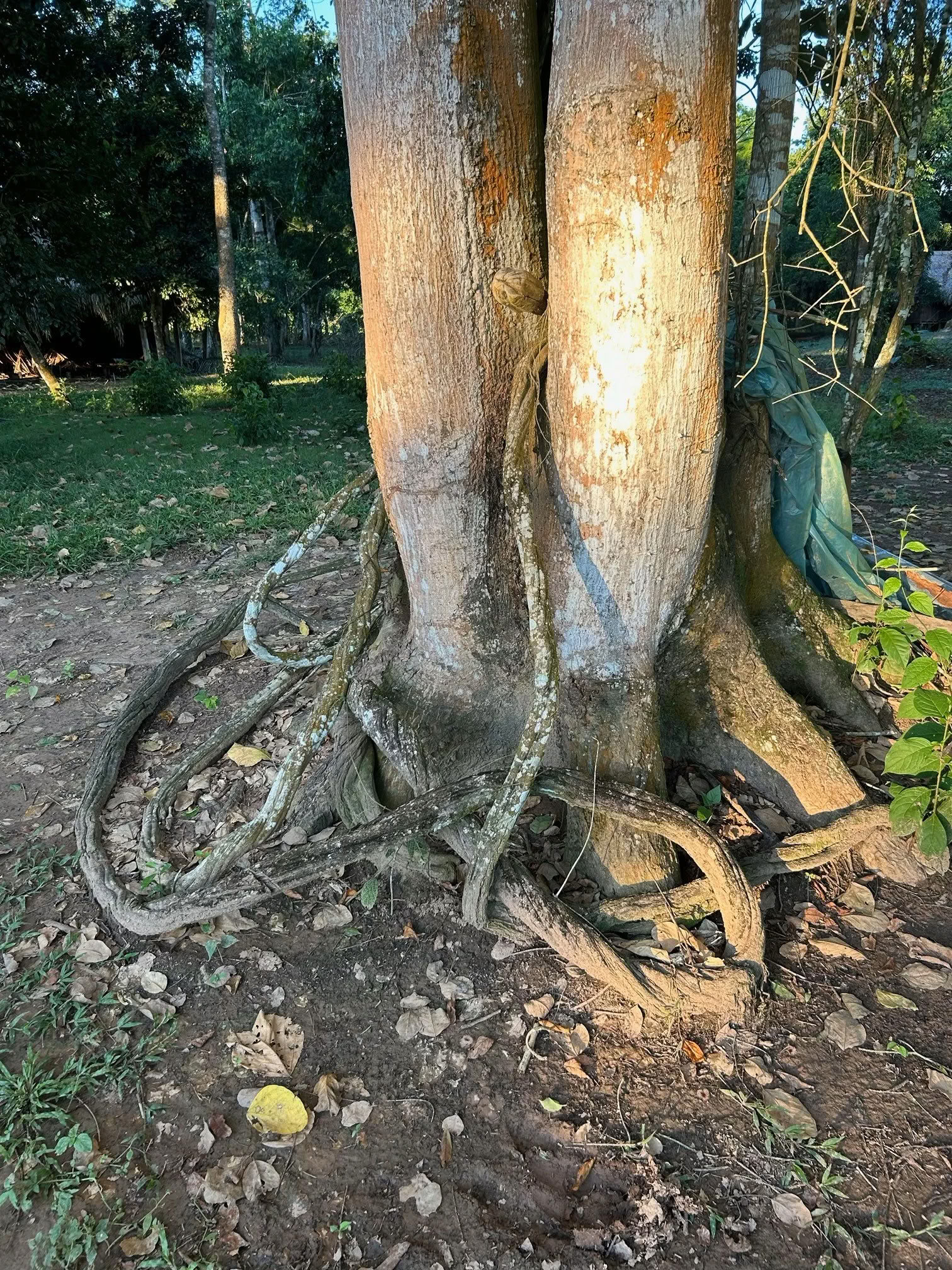 Retiro de 2 semanas