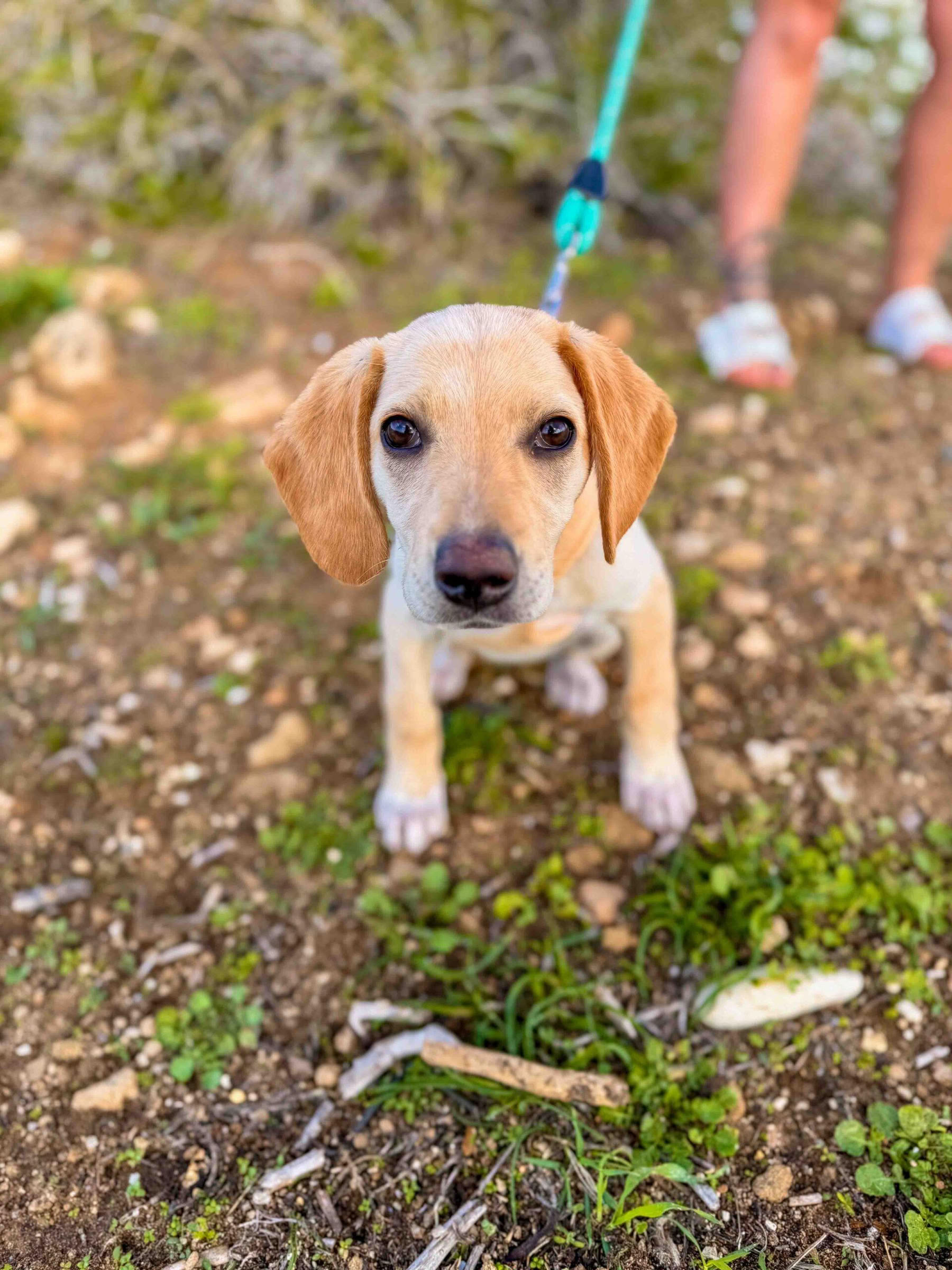 Paseo por la playa para cachorros
